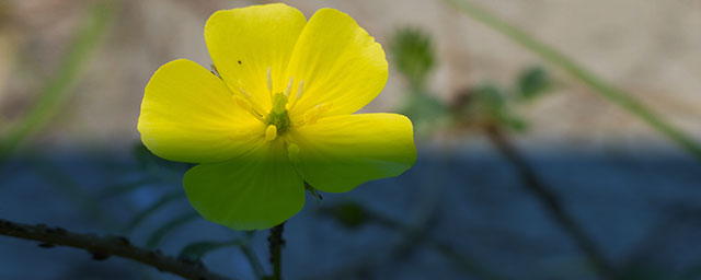 Buzdyganek naziemny (Tribulus terrestris) obrazek